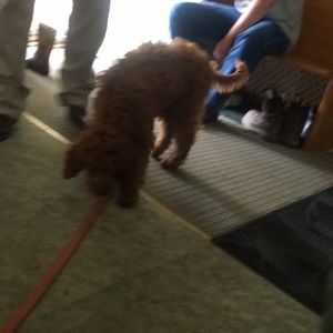 Meet your Posher, Abigail